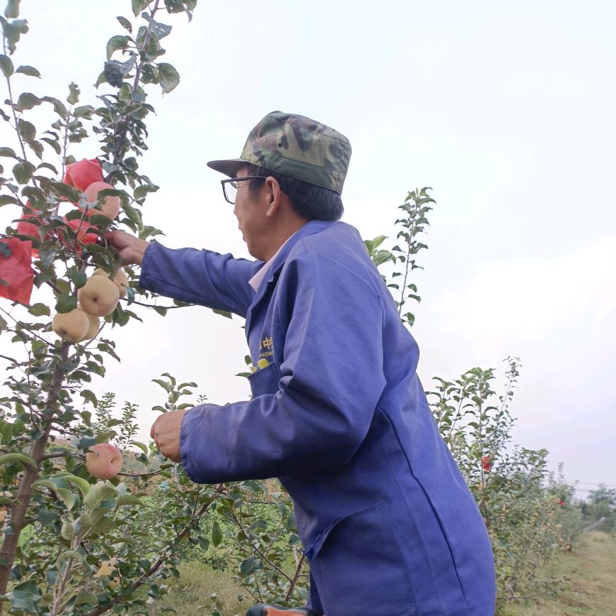 梁（澄城苹果辩证爱好者