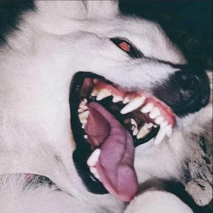 城南恶犬