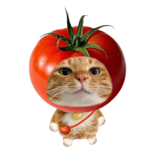 贝才