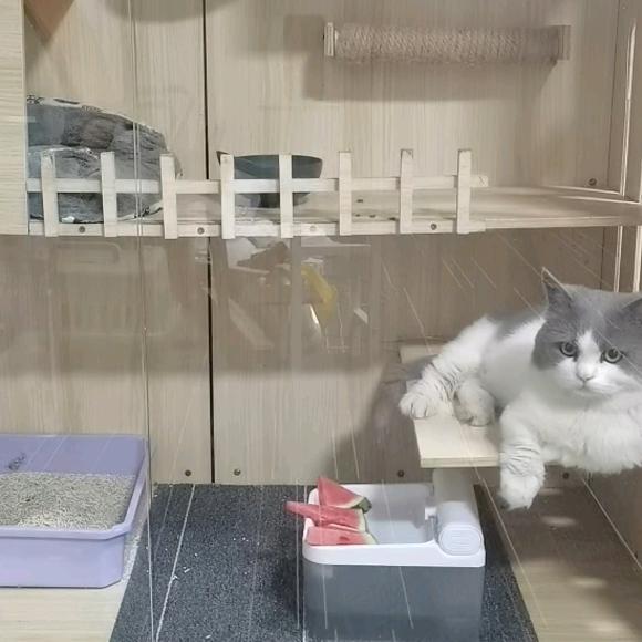 小红薯