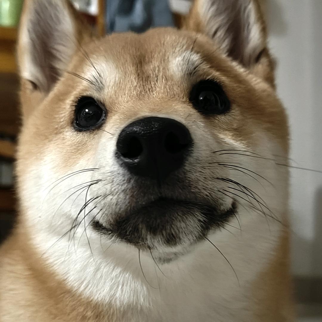 小柴汤圆～