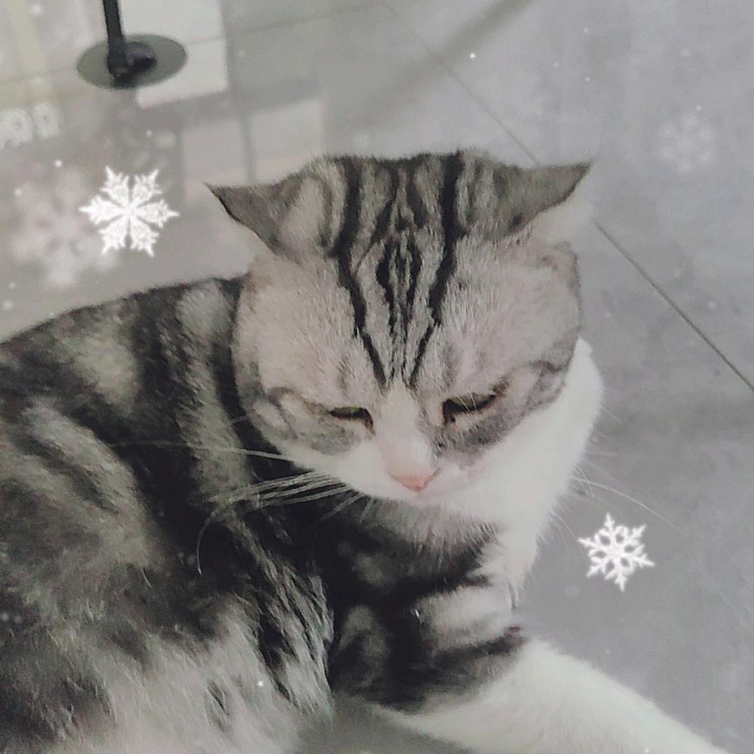 蘑菇