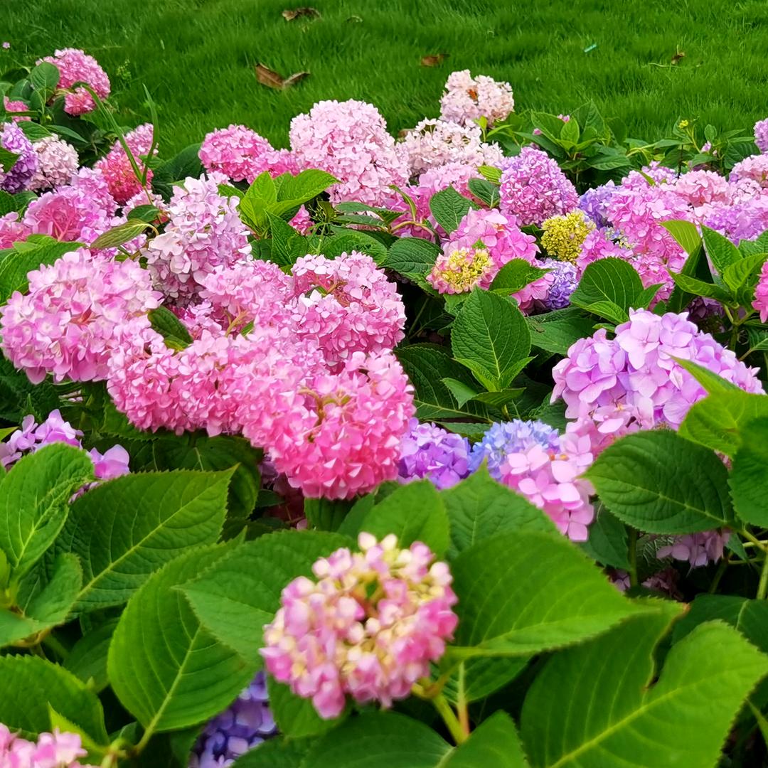 一江春水❤