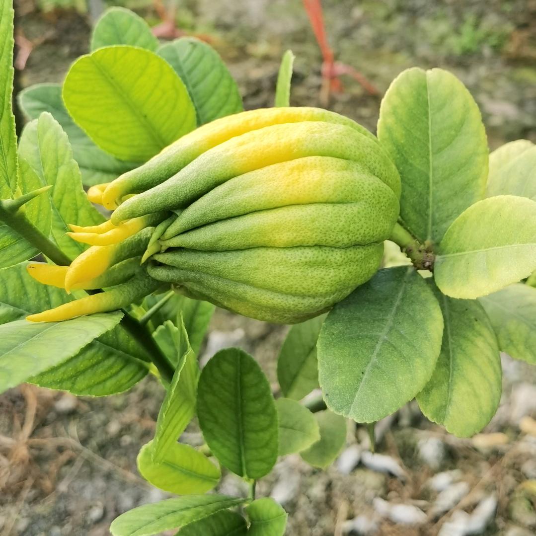 建琼苗木金华佛手（琼琼姐）