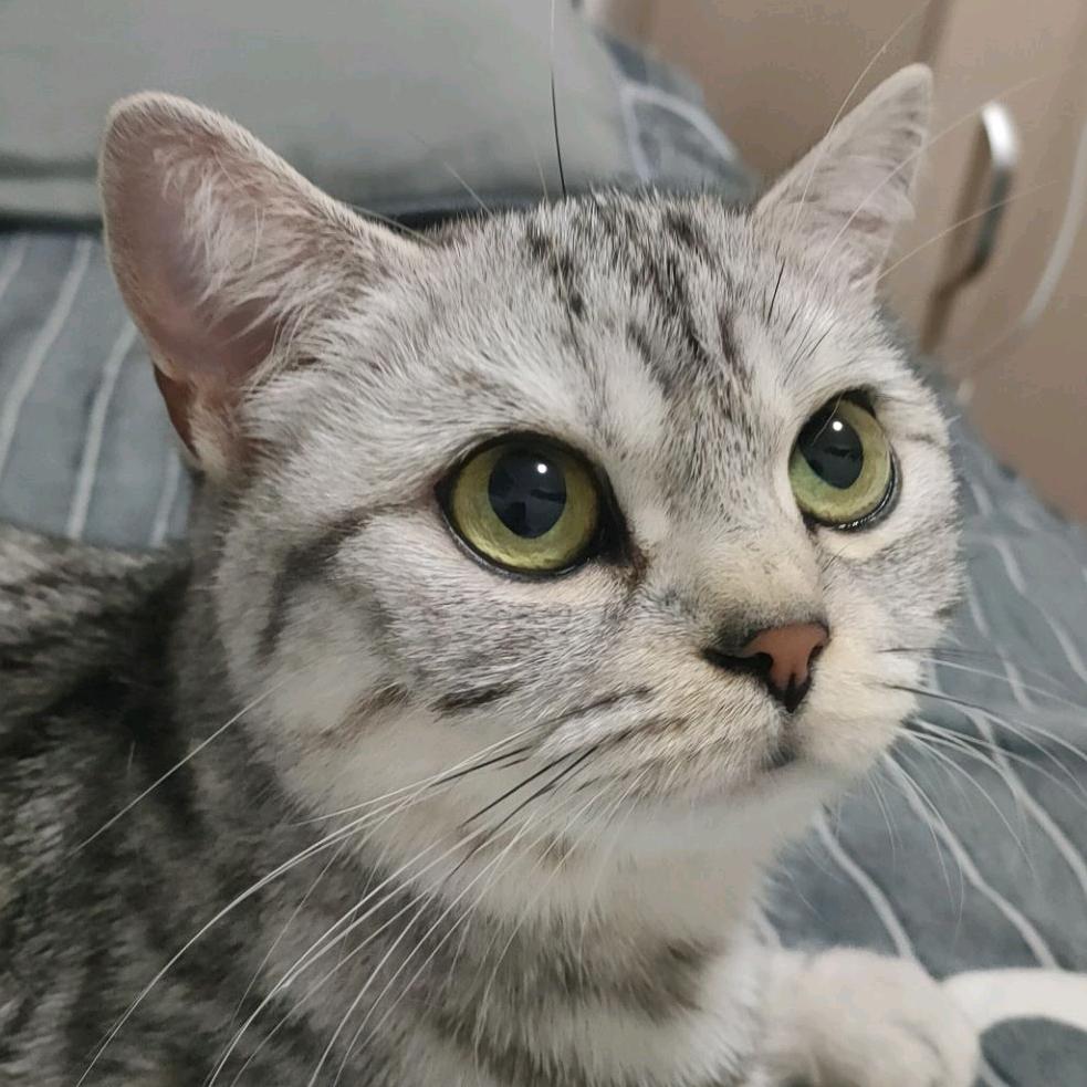 月半小猫联盟吧