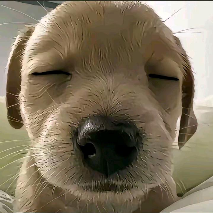 我不是胖芒
