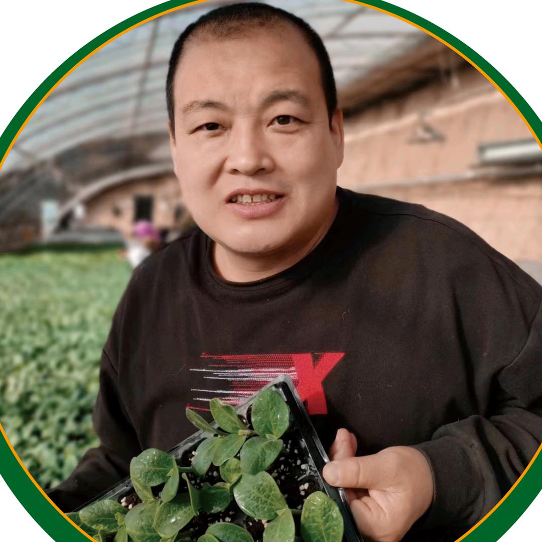 李君种苗蔬菜技术