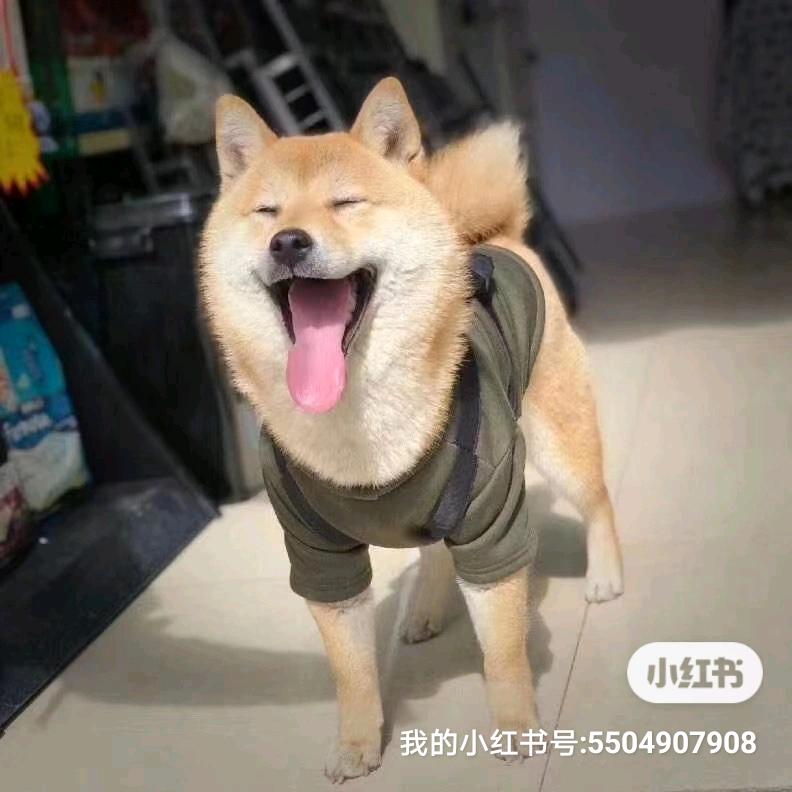 夜孤城