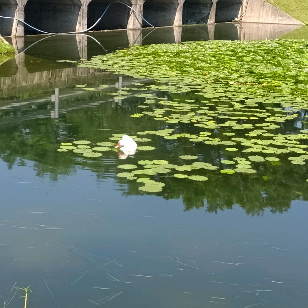 洪哥很忙{$}