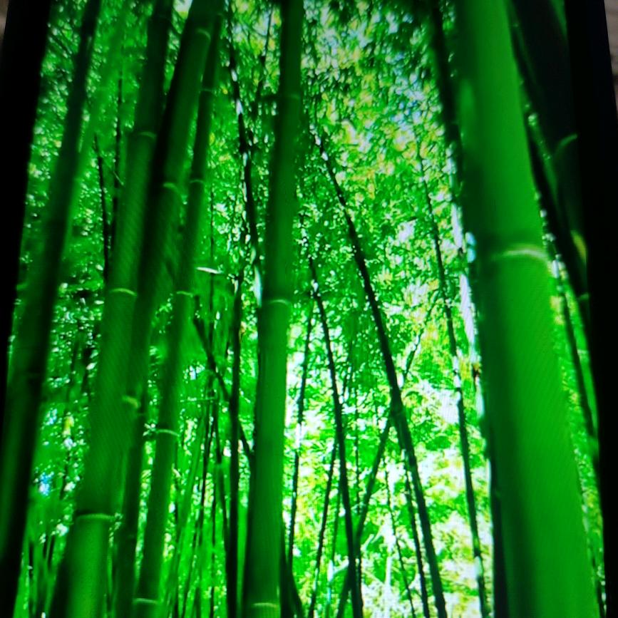 竹林清风