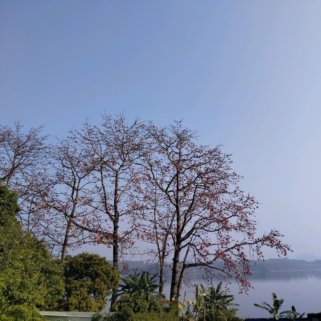 咖啡糖