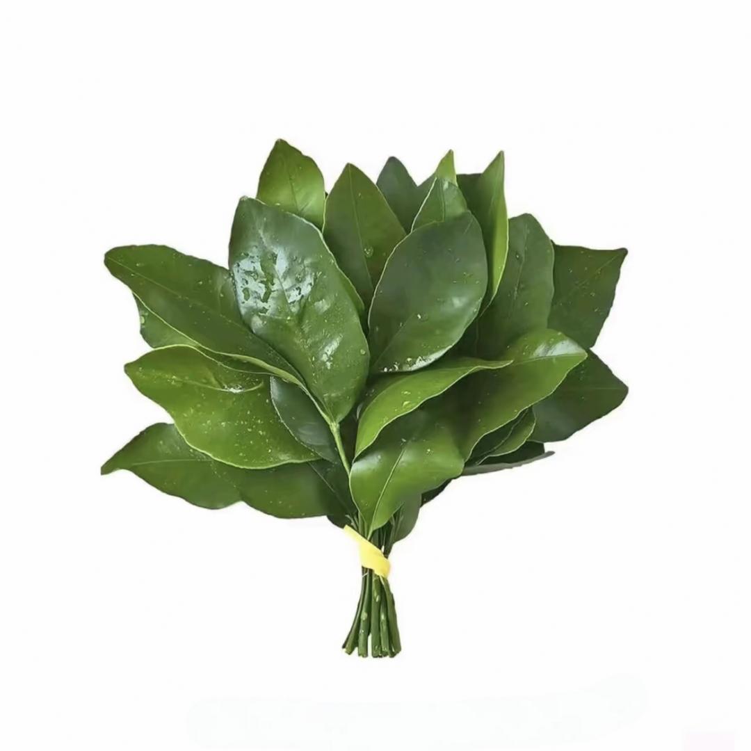 江知渔