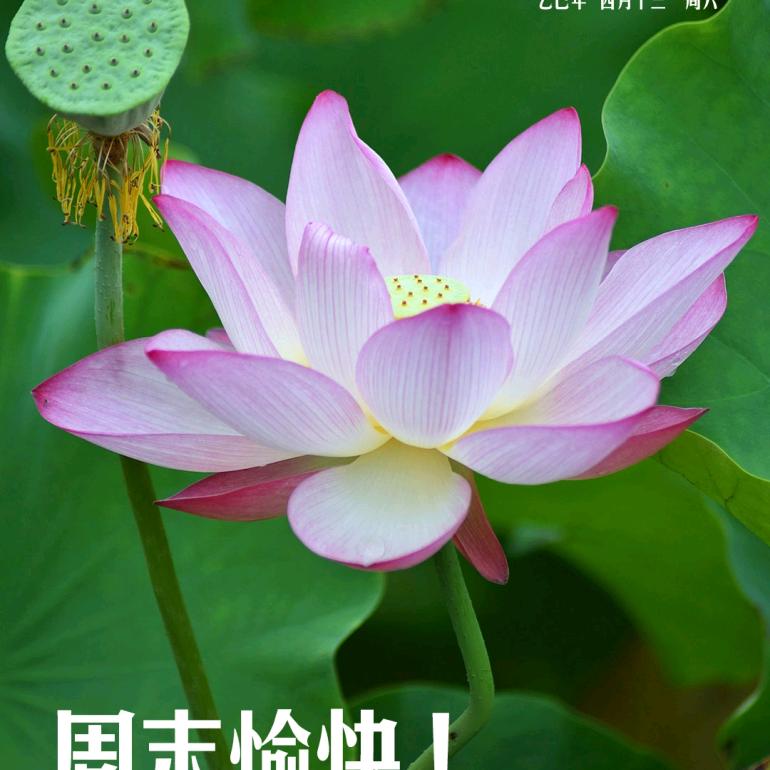 唐德芳