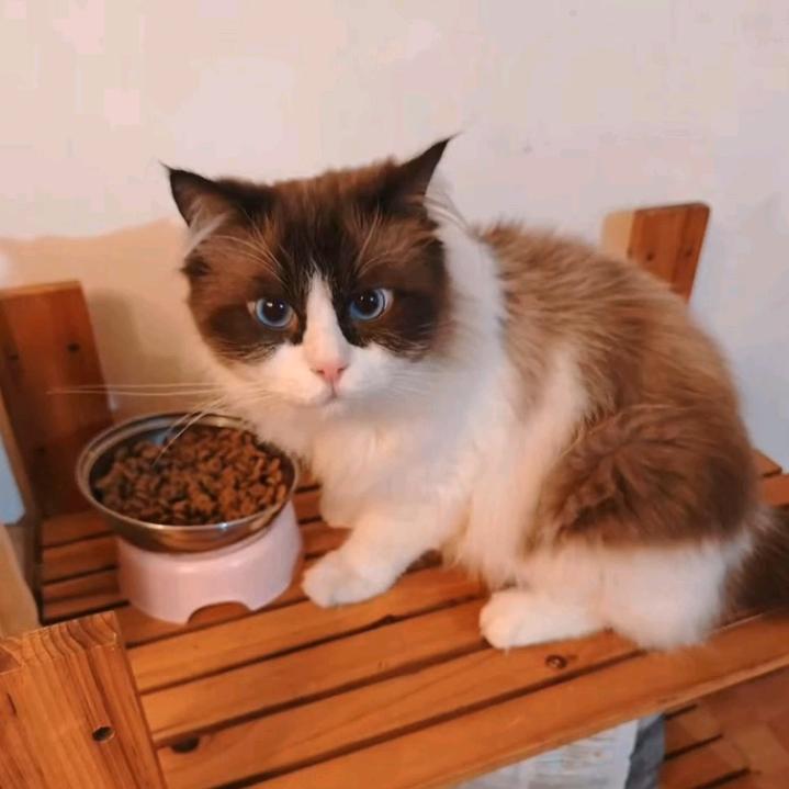 旺财布偶猫