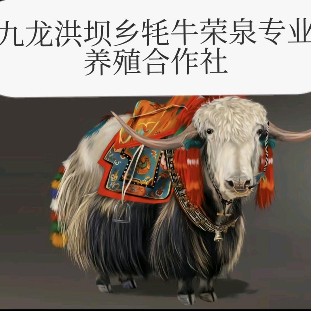 九龙县白香棚荣泉畜禽养殖专业合作社