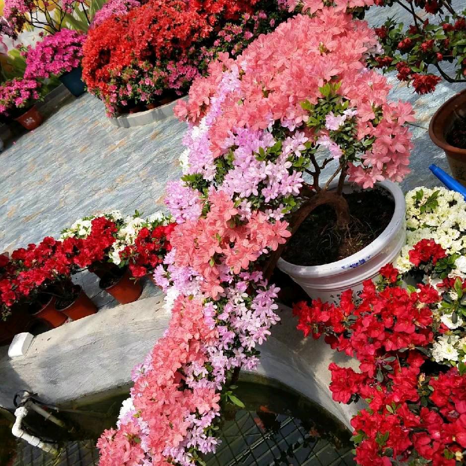 海的芸馨