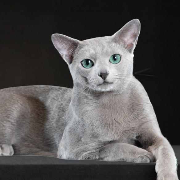 云胡家的俄罗斯蓝猫&德文