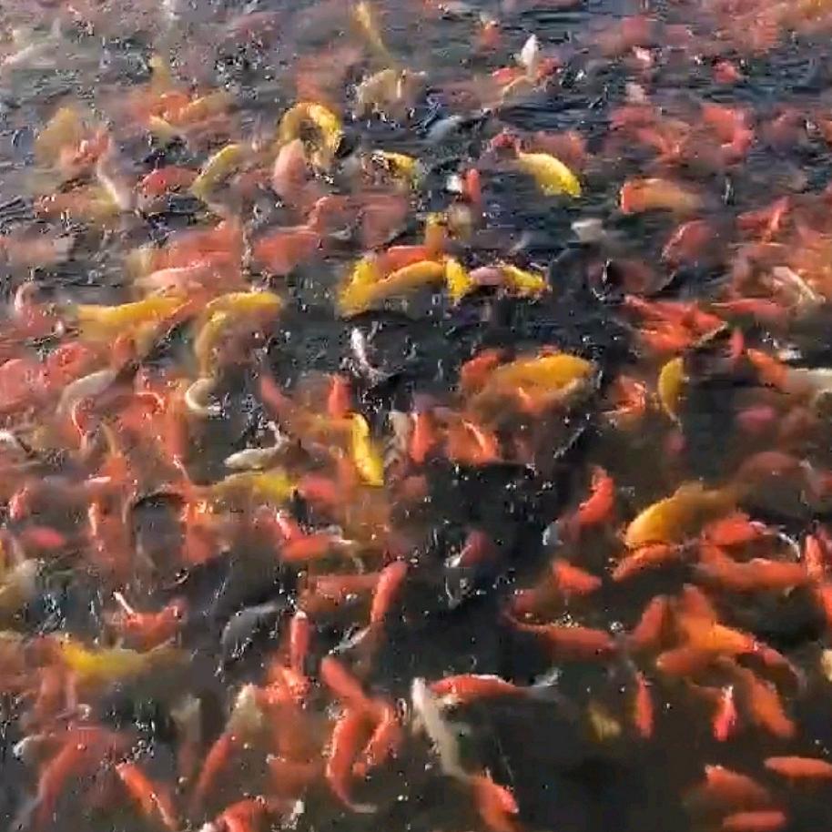 桐桐观赏鱼养殖场