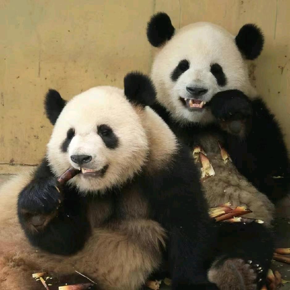 李我有袁