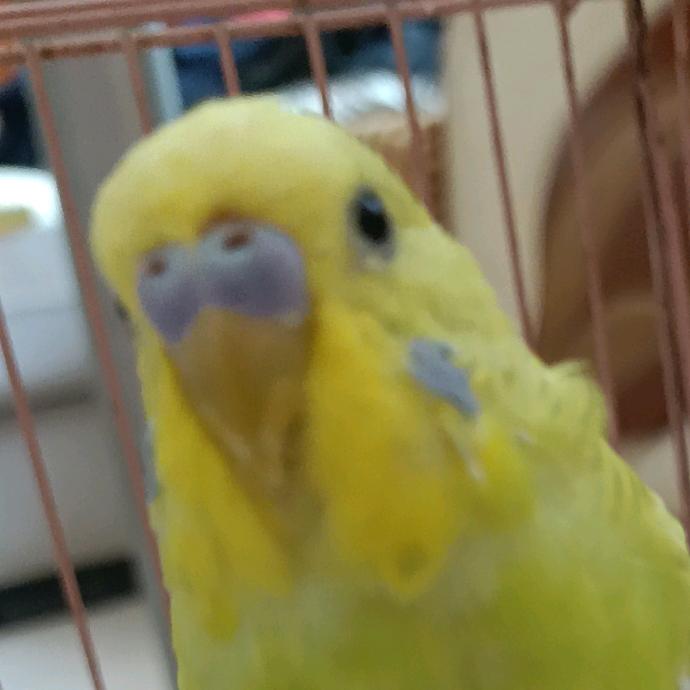 小鸟