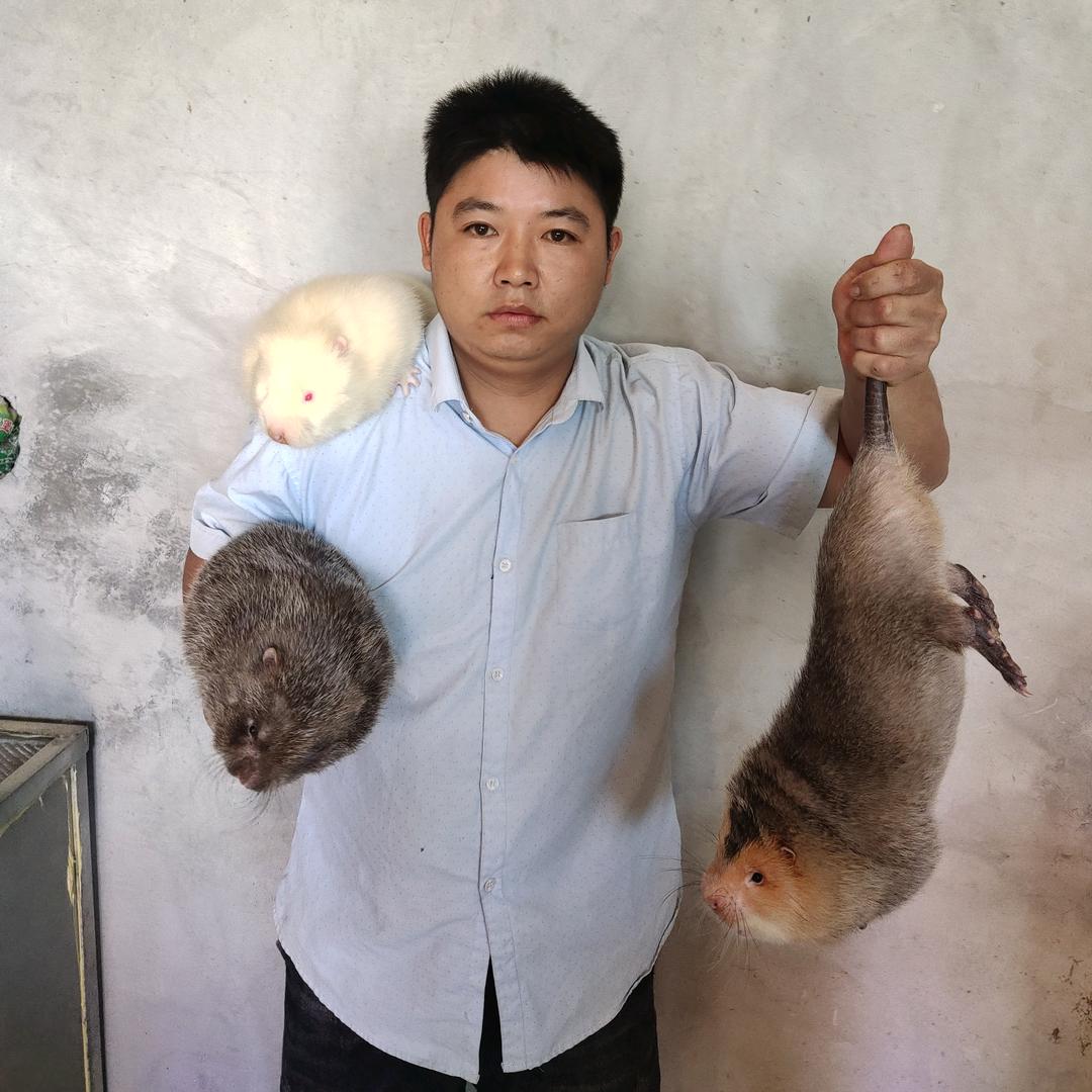 贵州省黔西南竹鼠养殖 一亩虾