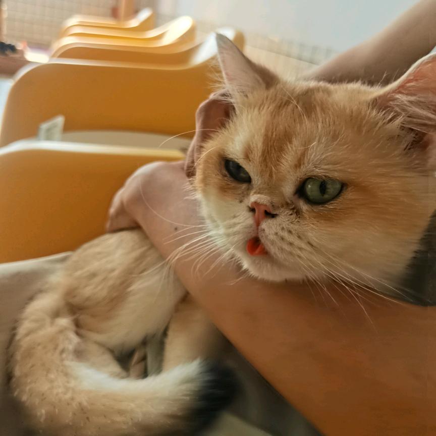 小辰