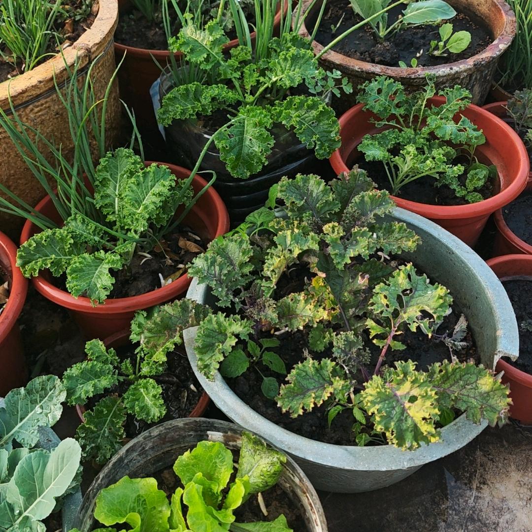 糖小果好物推荐