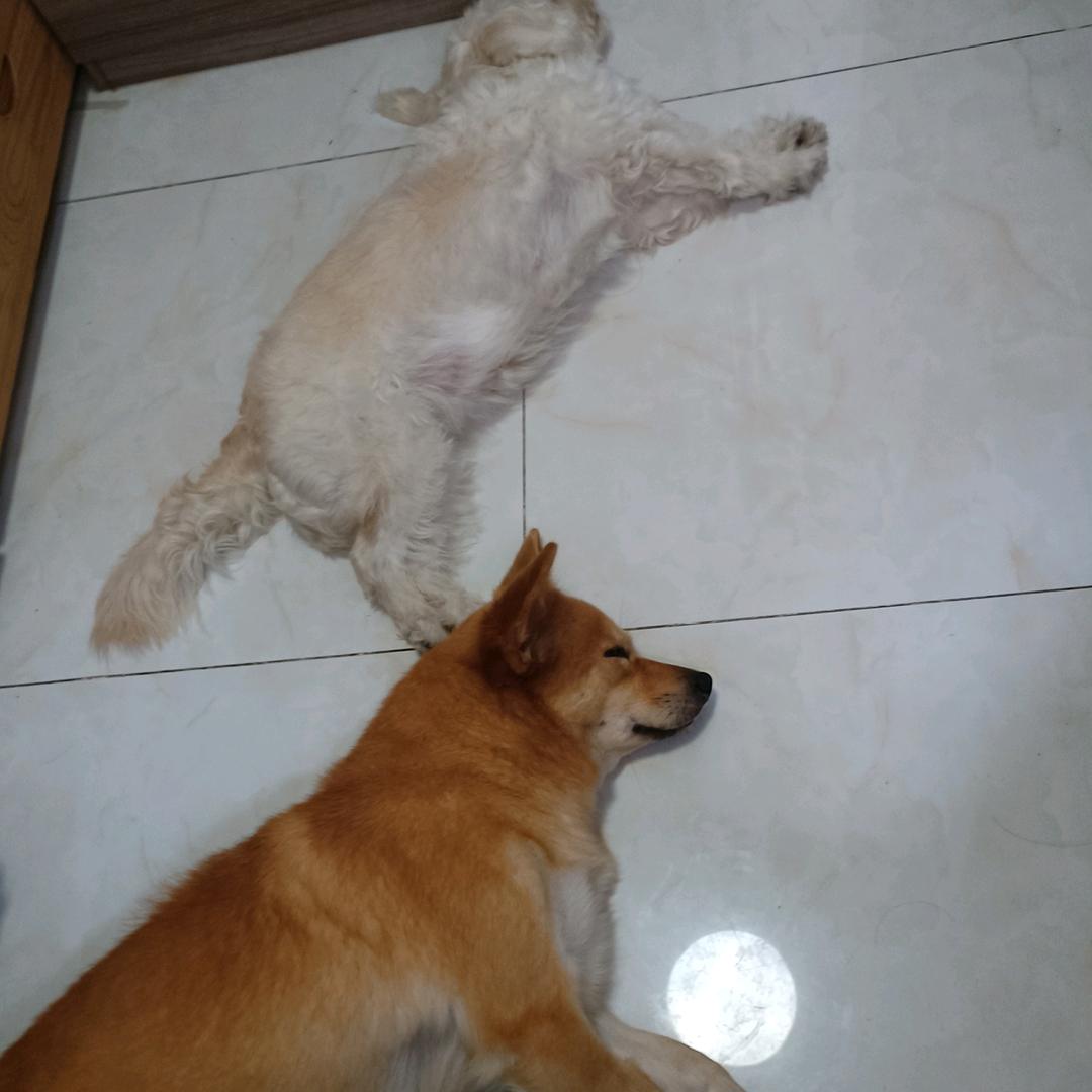 麦壳