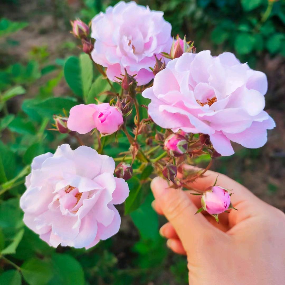 菜小傻