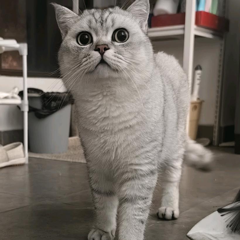 李都不理你（互关版）