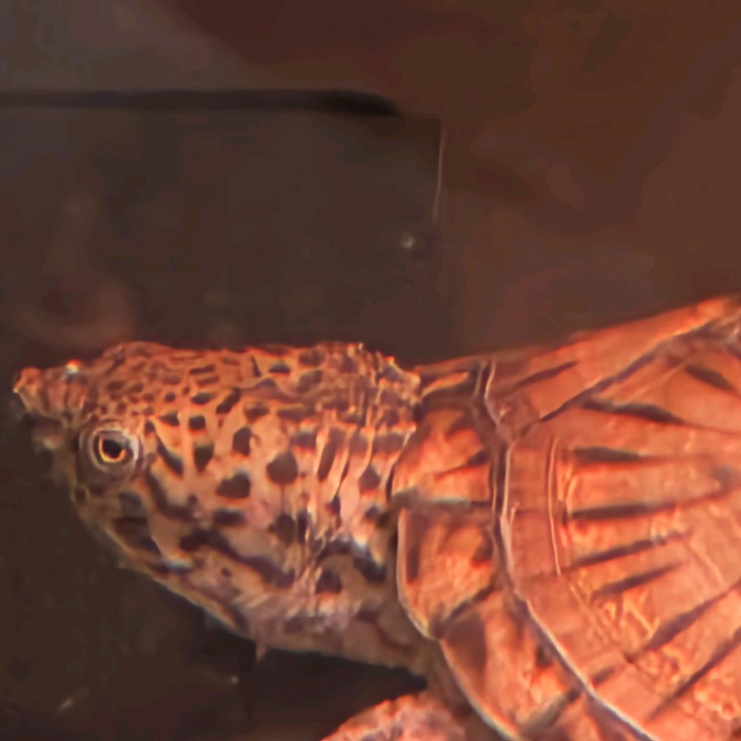 卖泥鳅养🐢