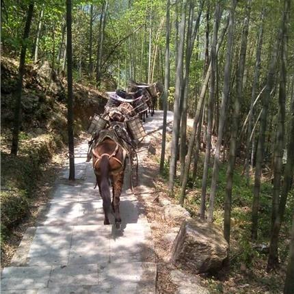 月亮不是我坐弯的