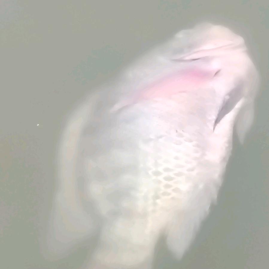 万峰湖野钓陈