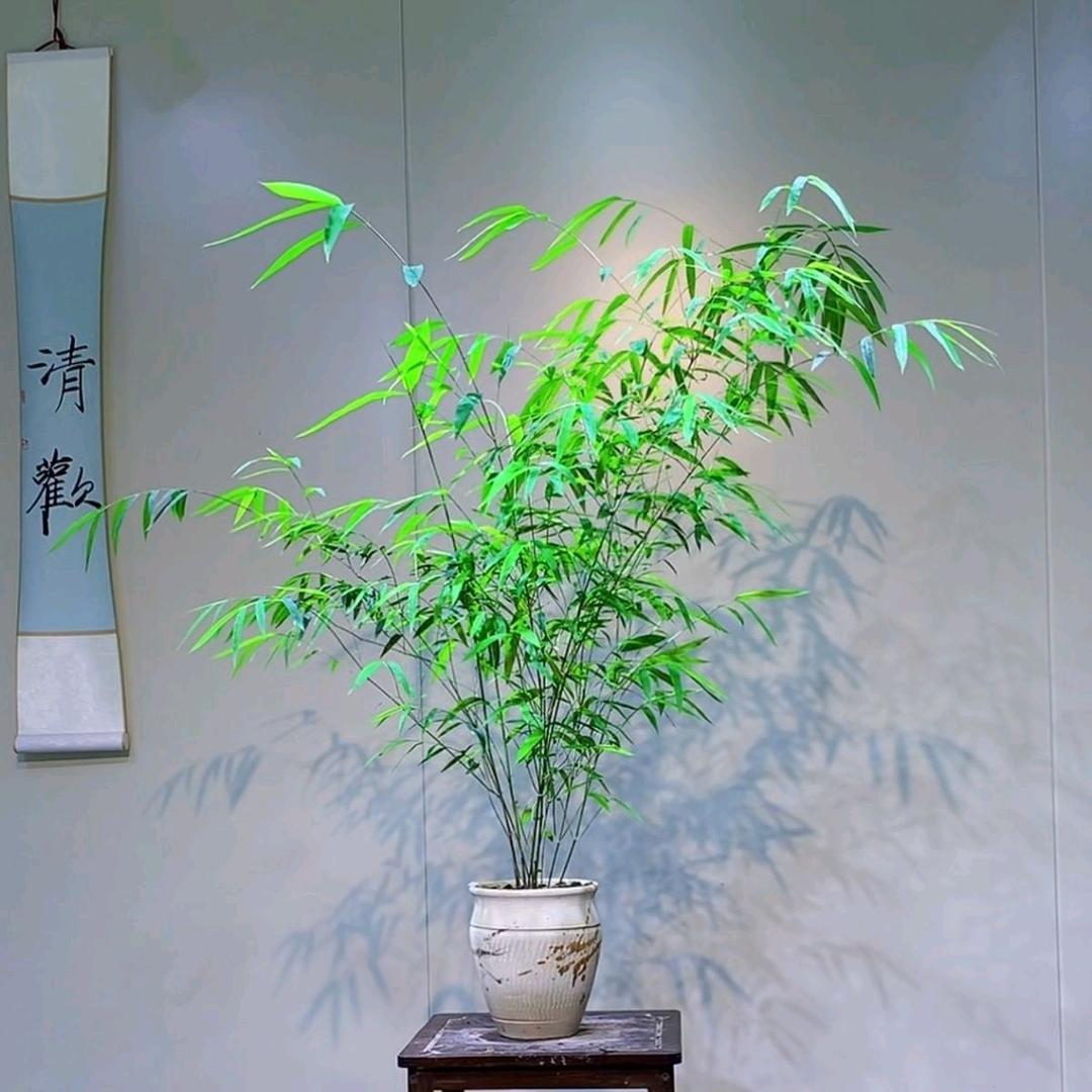 绿屿园艺