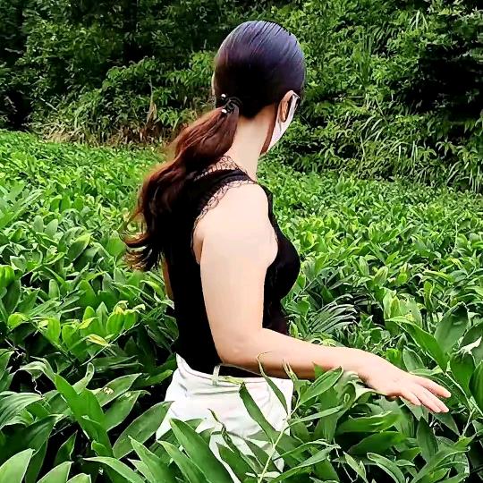 无硫隆回龙牙百合食补店～龙牙百合一姐