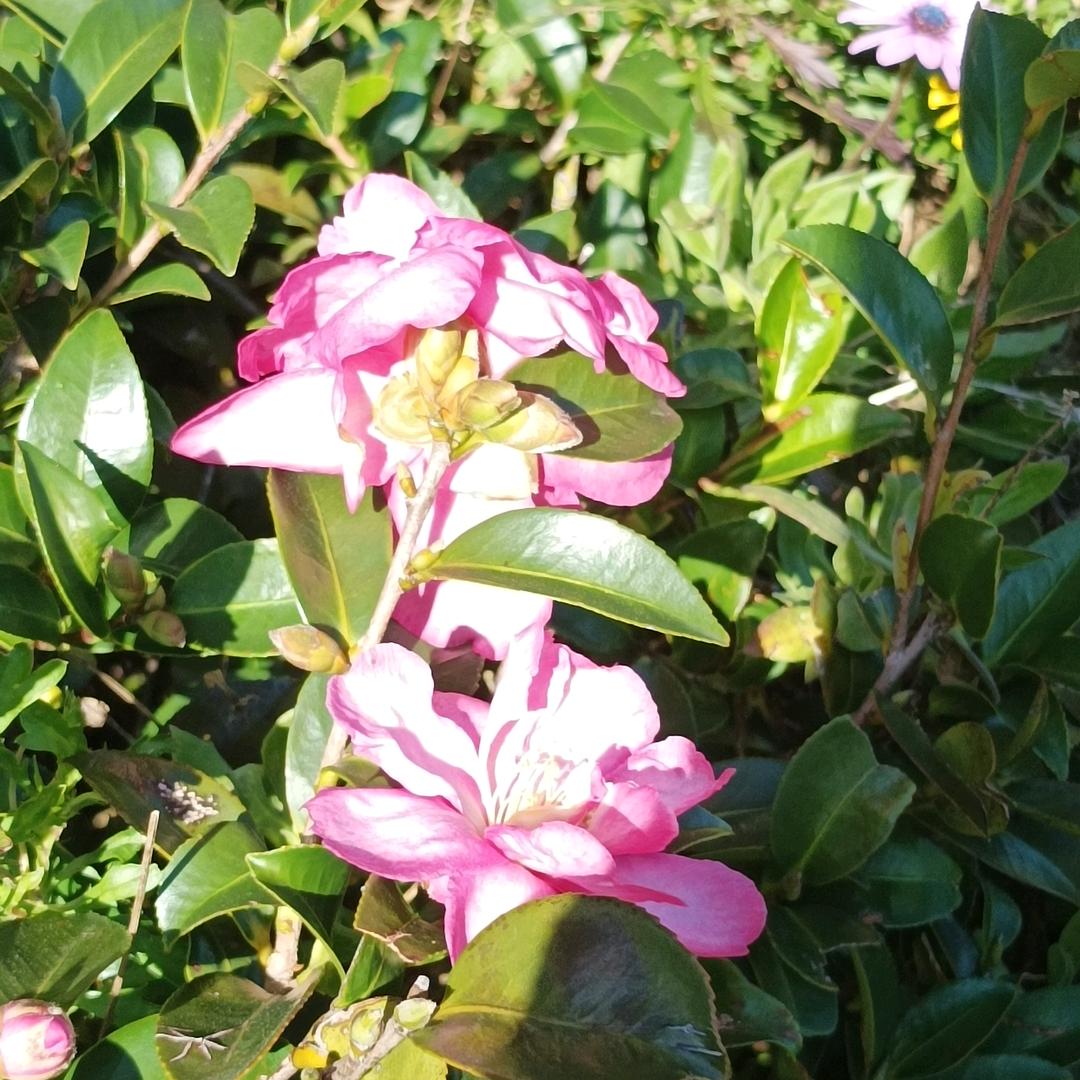 芸芸陌陌