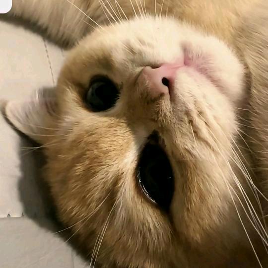 开心的晒着太阳熬毒药