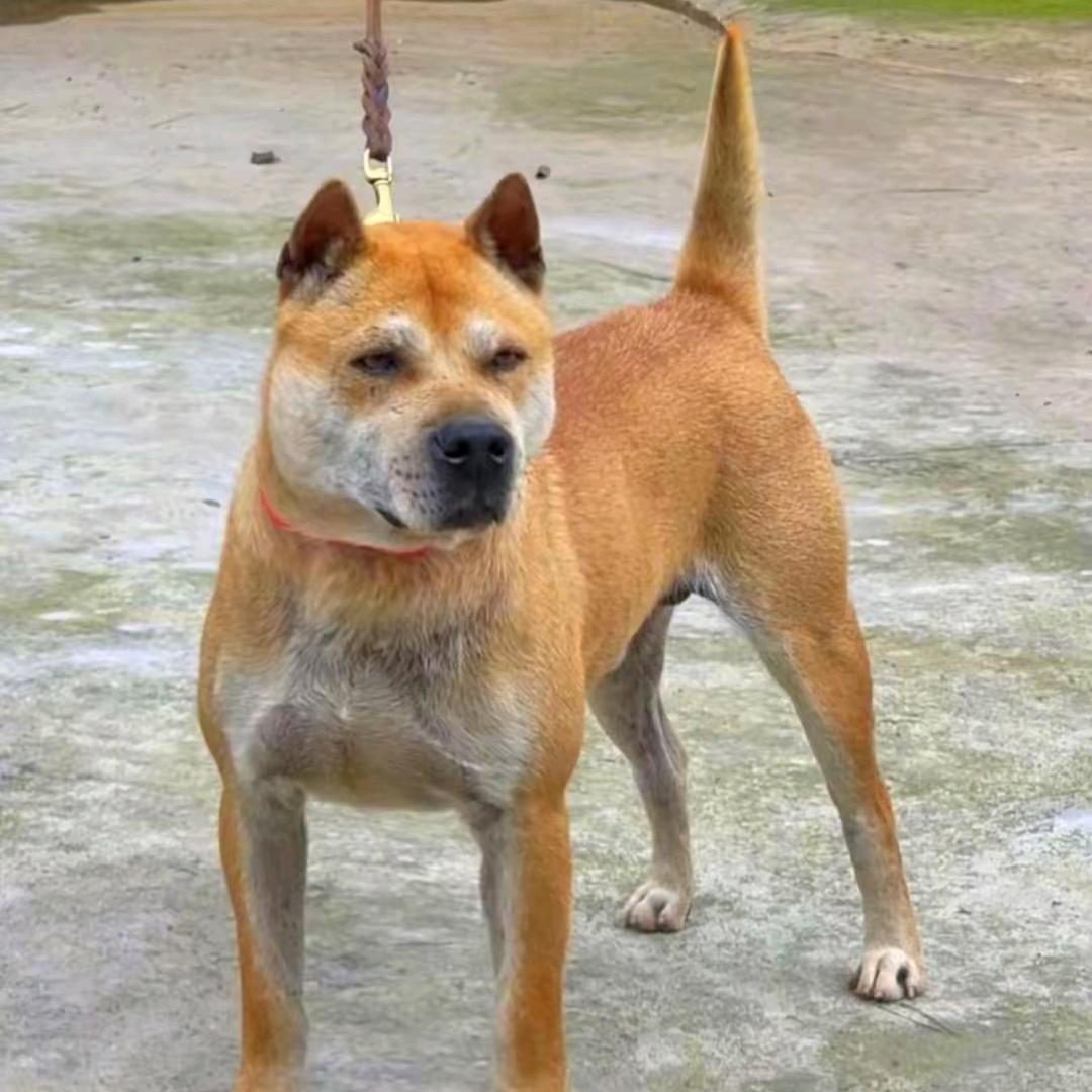 桂B乡下田园犬