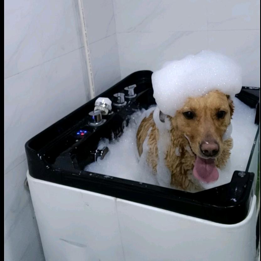 筱茹宠物优品店