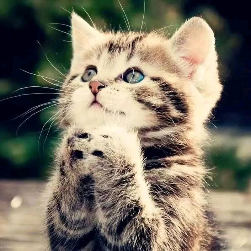 阿海不吃肥肉🌈