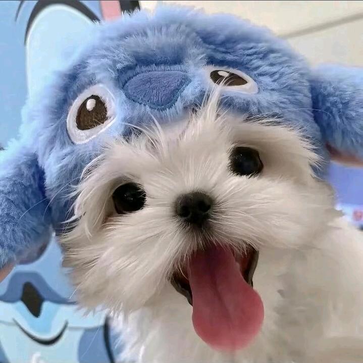 小猫茶