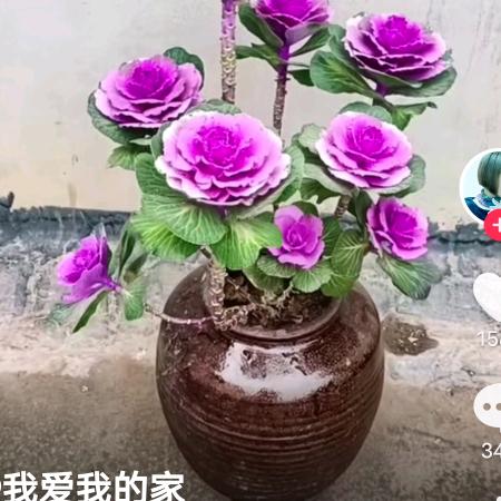 依琳