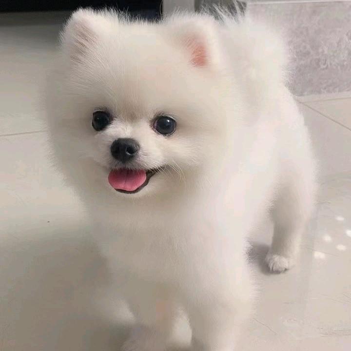 元宝是博美