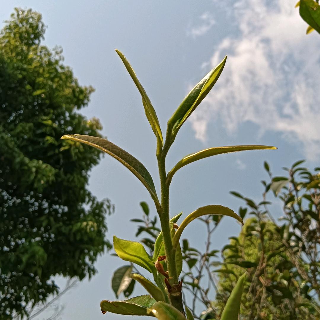 逗比