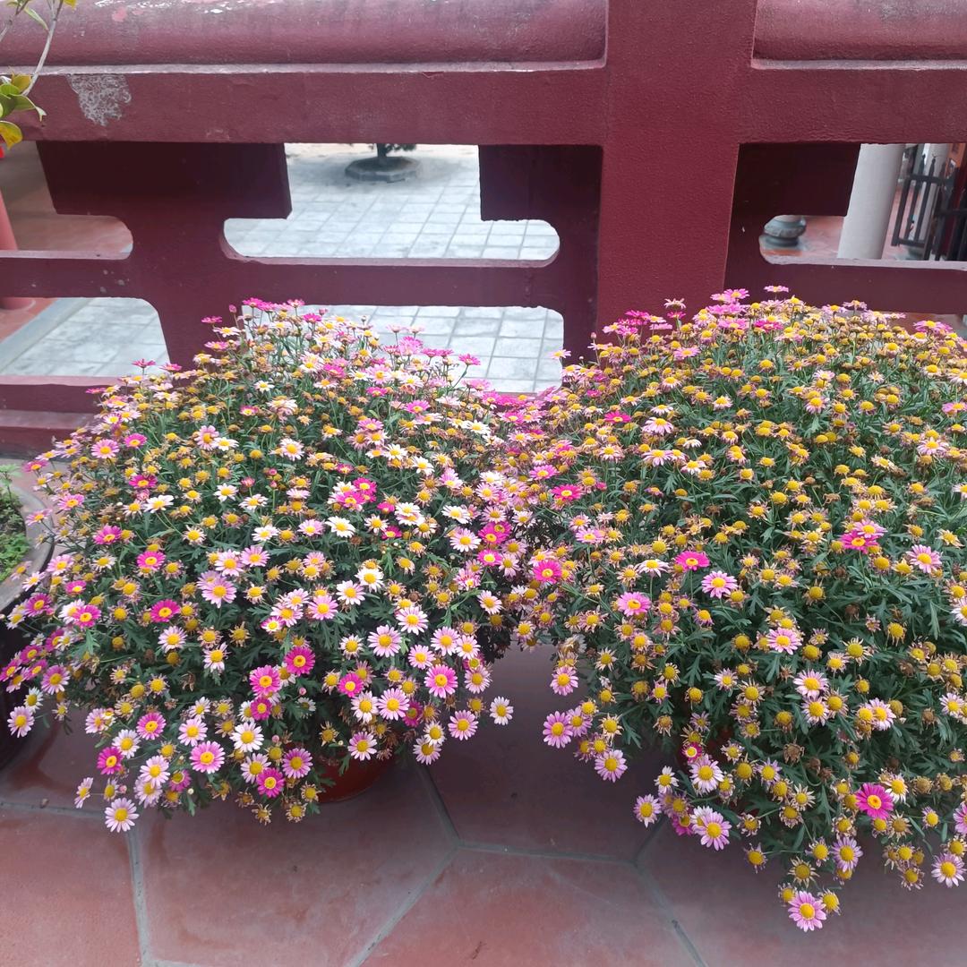 雪花飘飘
