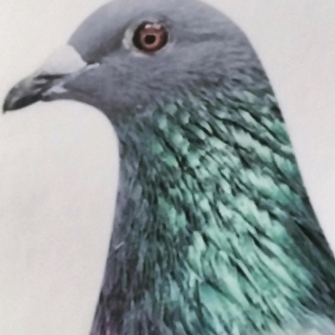 同鑫鸽舍