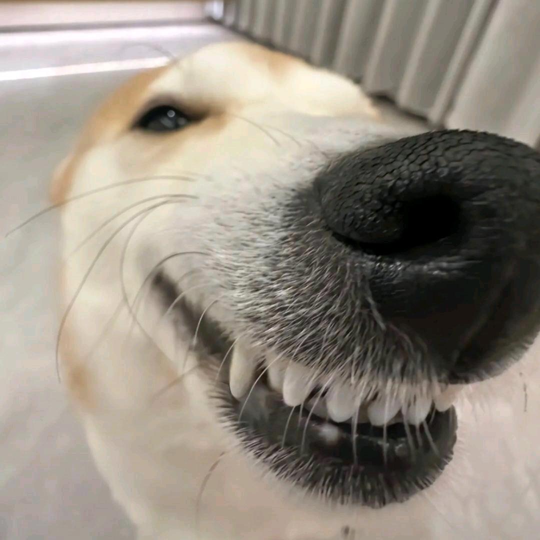 阿澈🅥（igou）