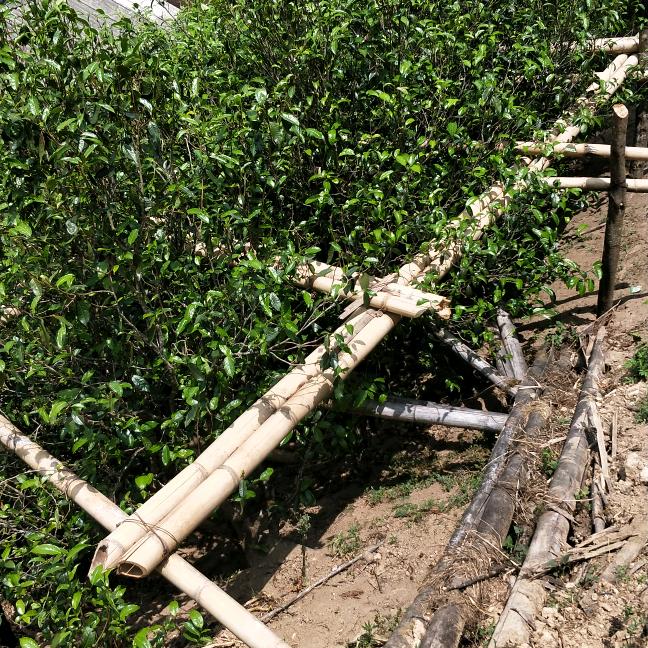 香堂茗月茶叶初制所荒田2号