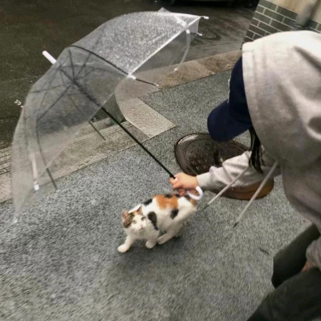 鱼摆摆.