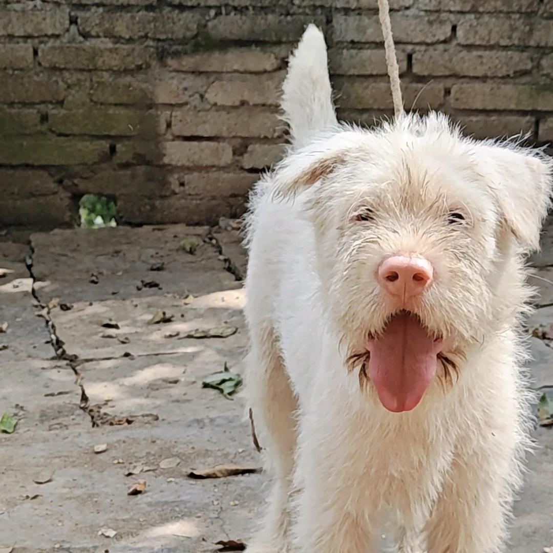 战狼下司猎犬（汇荣信息）